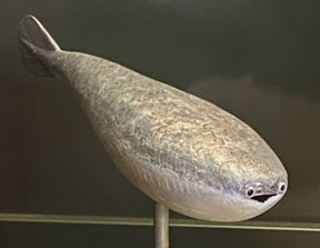 ヘルシンキ自然史博物館のサカバンバスピス復元模型
(出典：Elga Mark-Kurik / The Finnish Museum of Natural History , Kat Turk氏の投稿から引用)