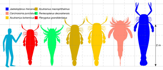 最大級ウミサソリの6種とヒトのサイズ比較図